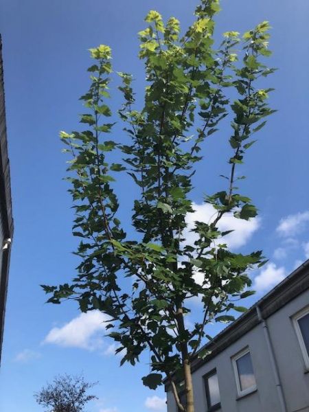 Rotahorn "Oktober Glory" ( Acer rubrum  "Oktober Glory") Alleebaum 12-14 ,4 m hoch Großcontainer